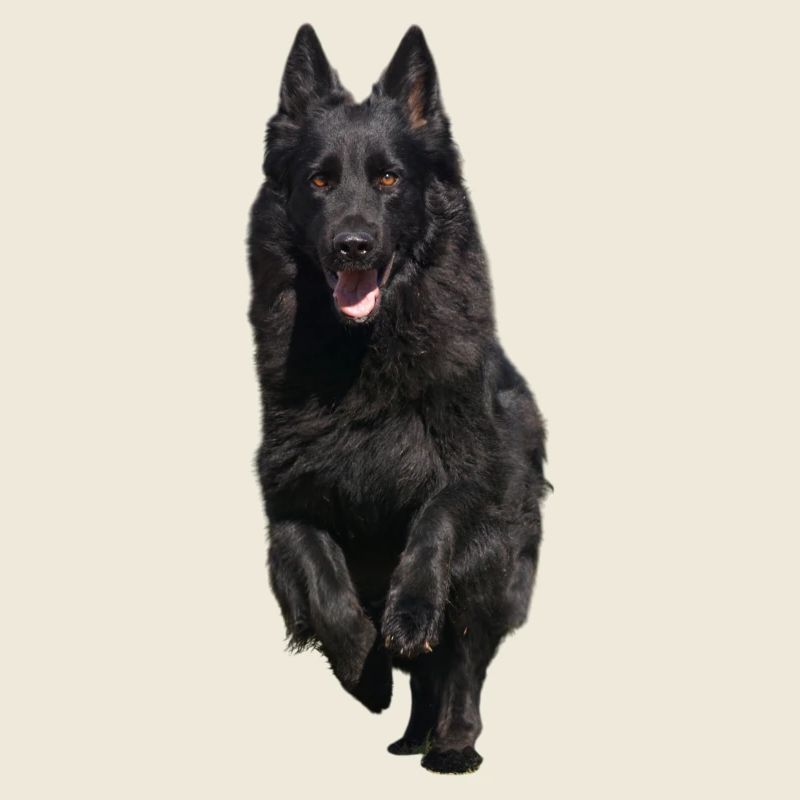 black shepherd front