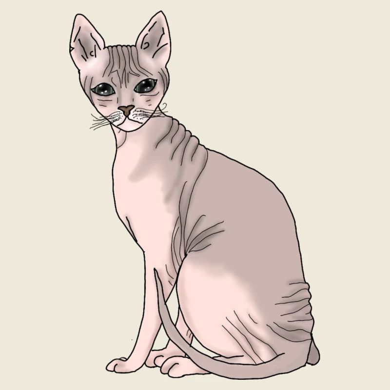 Sphynx