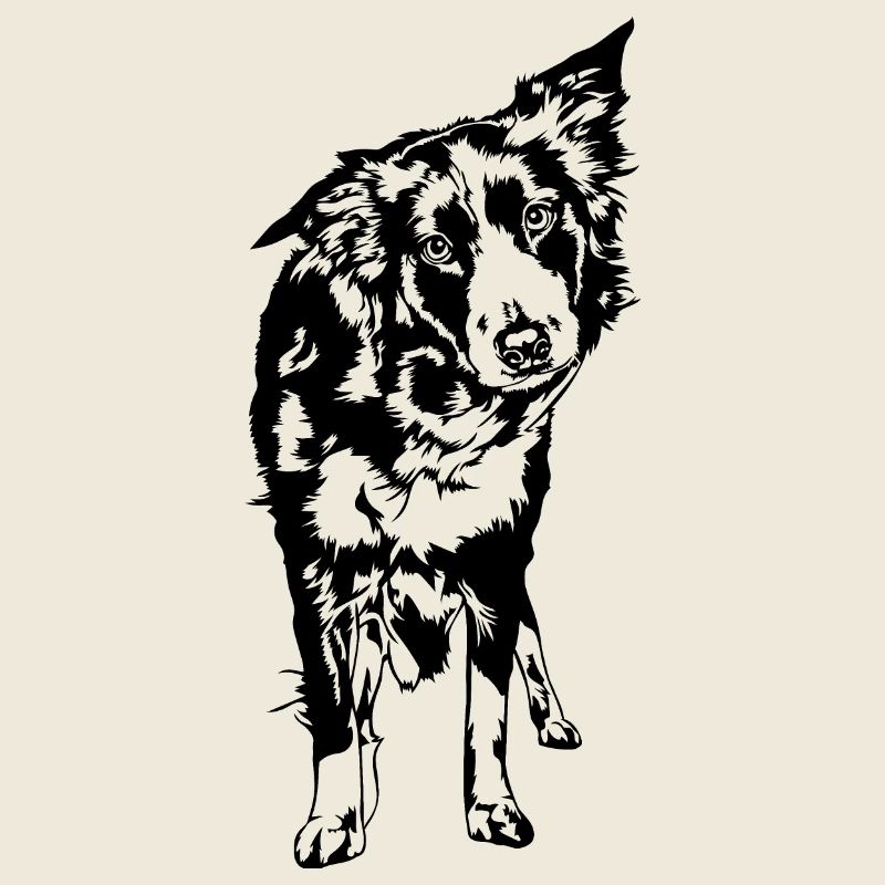 Border Collie Portrait chiens de troupeau chiens Wilsigns