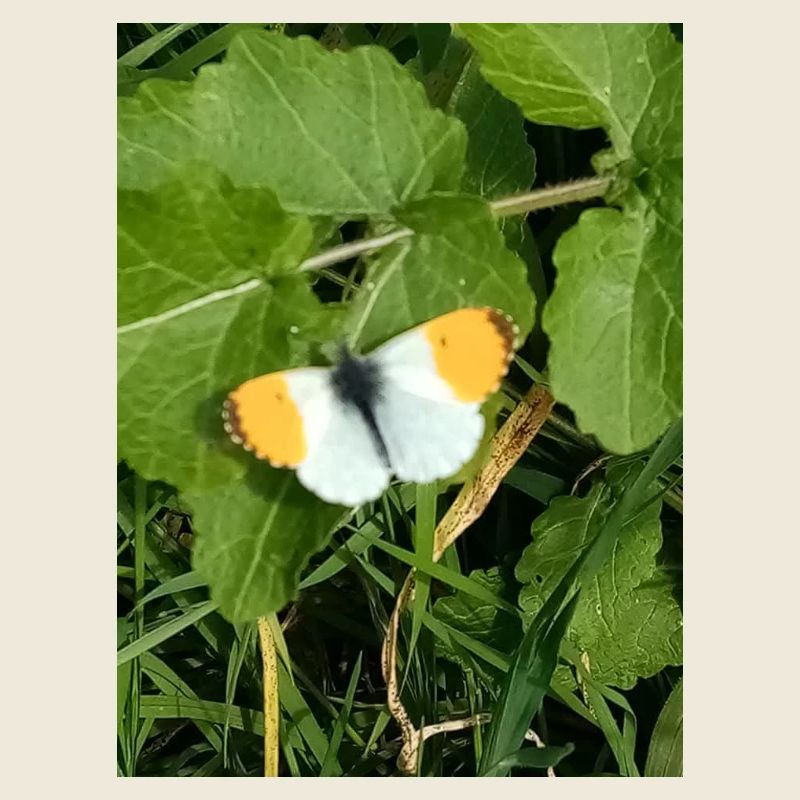 Papillon blanc orange bordures noires