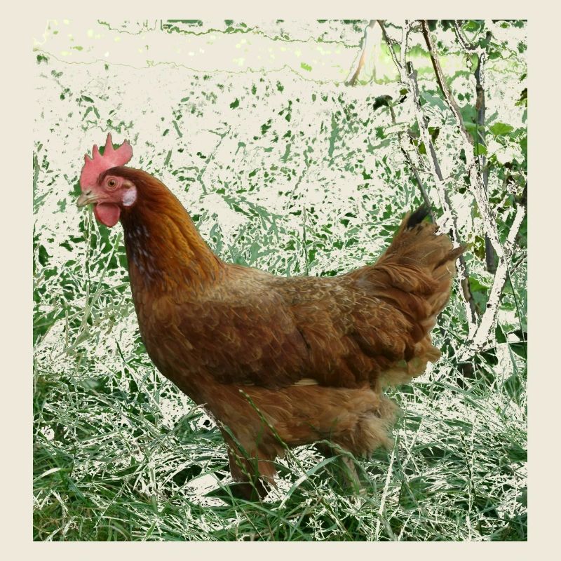 Huhn
