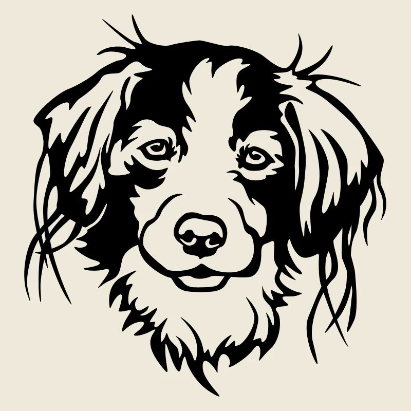 Kooikerhondje Kopf