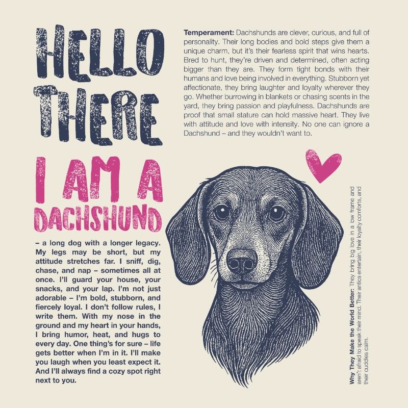 Dachshund – Courageous, Funny & Distinctive