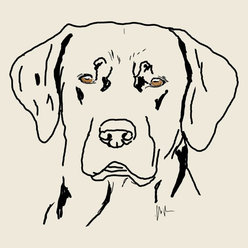 Labrador