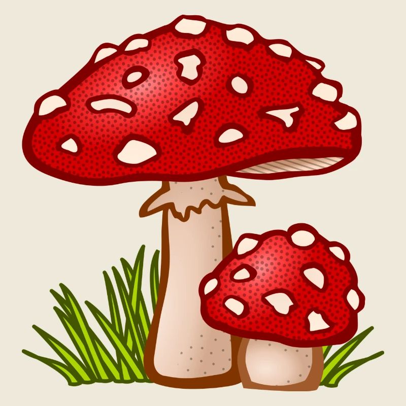 champignons champignons champignons légumes légumes vegetables18