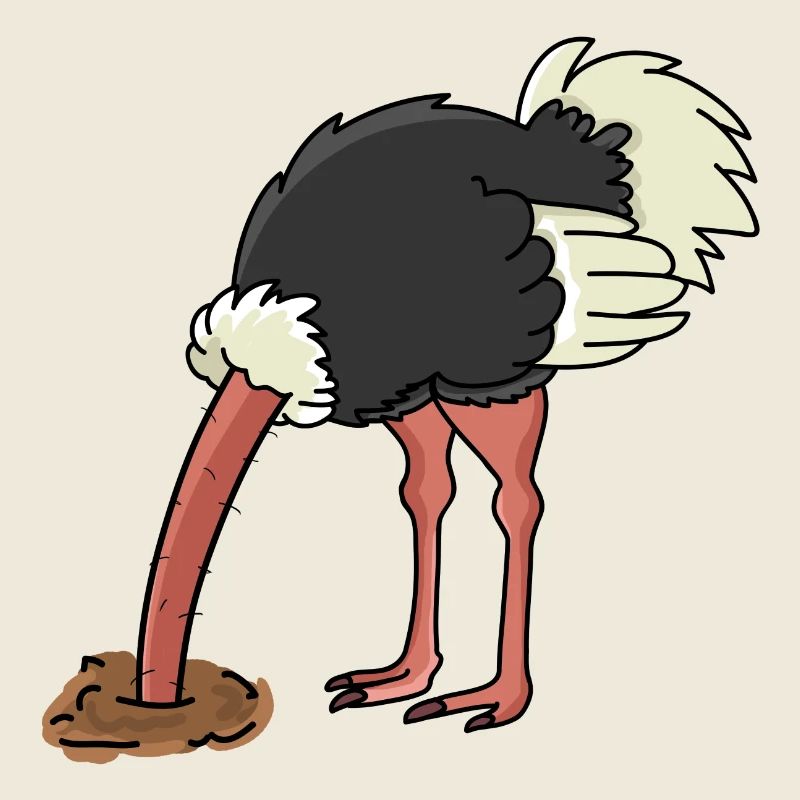 Bunch of bird ostrich