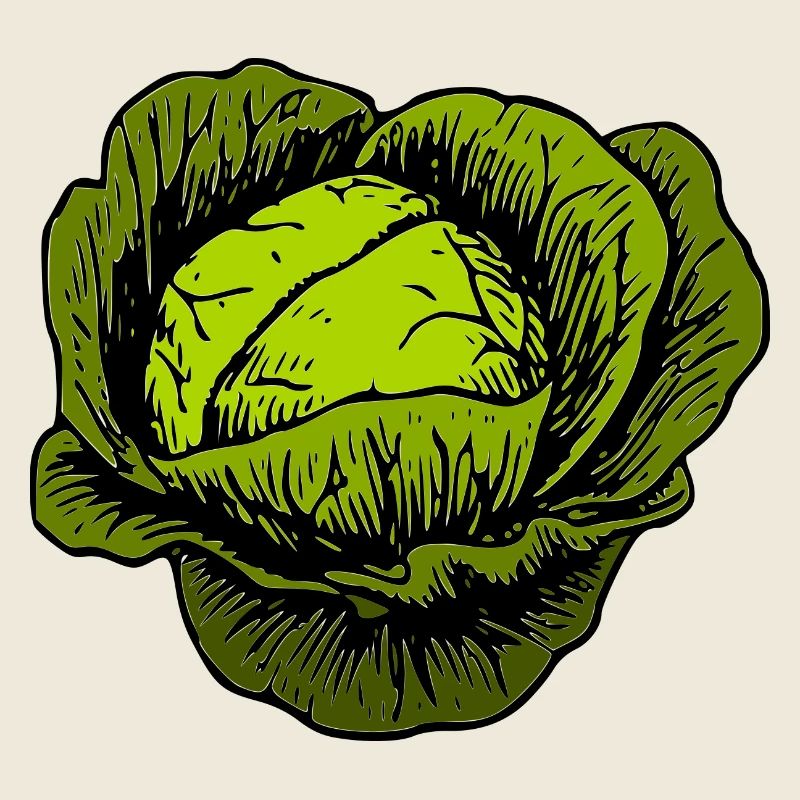 kohl rotkohl weisskohl cabbage kale veggie gemuese