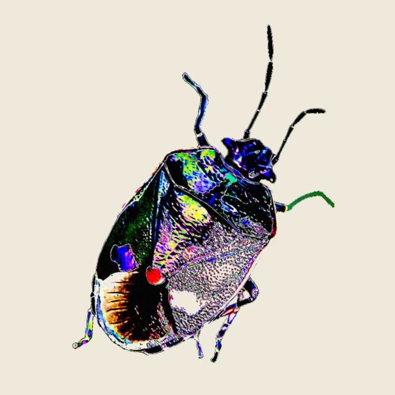 Insecte, A731887
