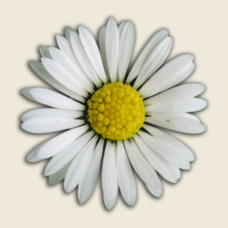 Gänseblümchen - Blume