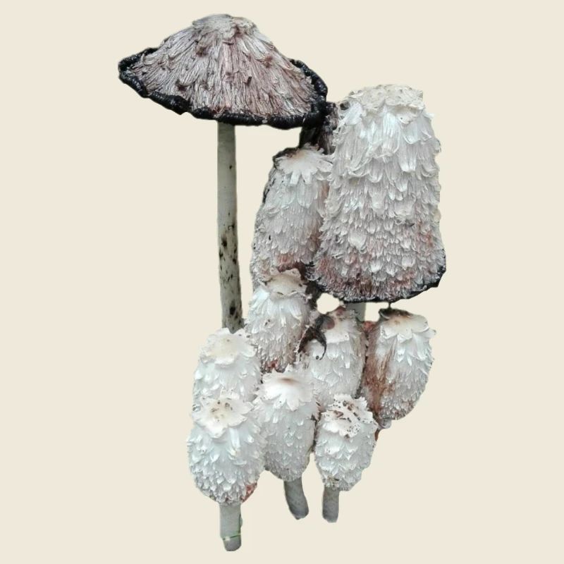 Champignons de la forêt hirsute
