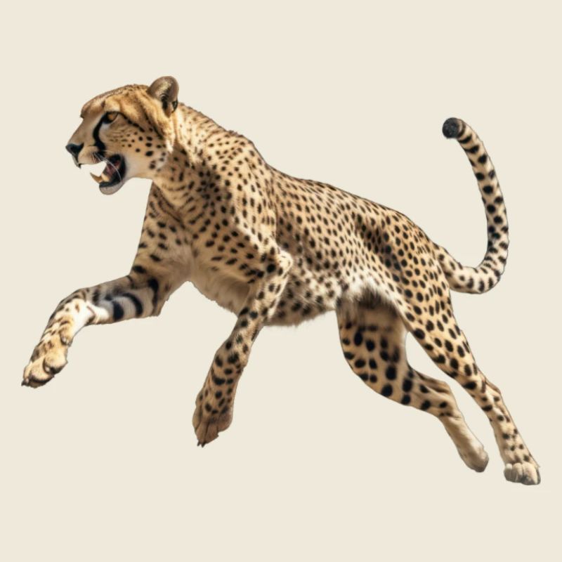 Cheetah
