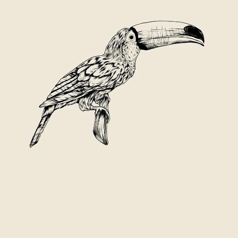 Dessin de contour - Toucan