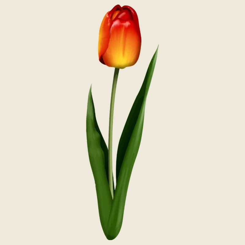 Tulpe