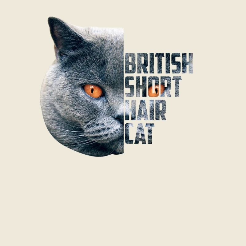 Britisch Kurzhaar Katze - BKH blue Geschenkidee