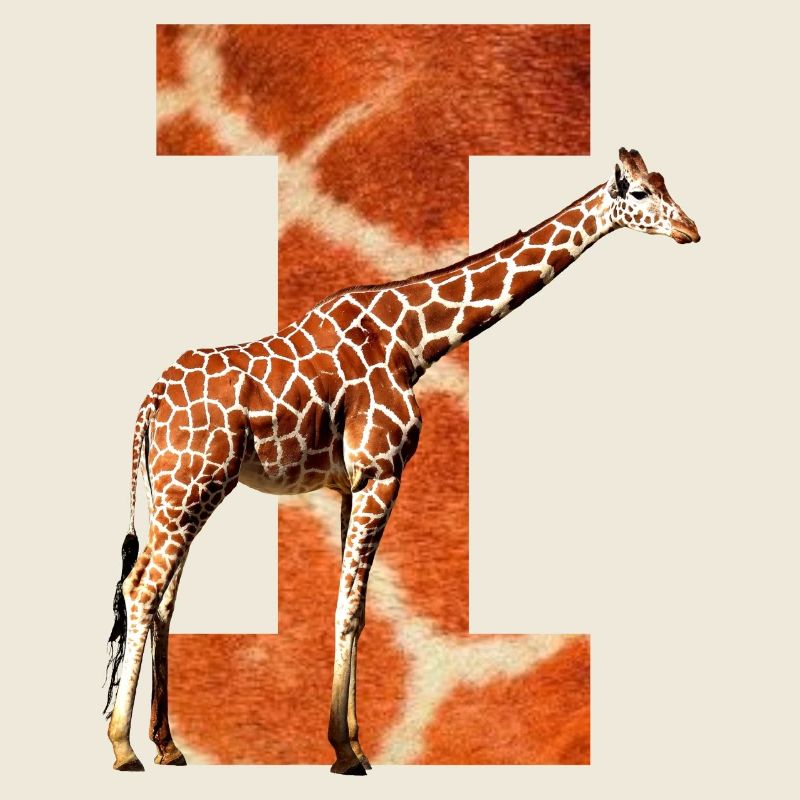 girafe je