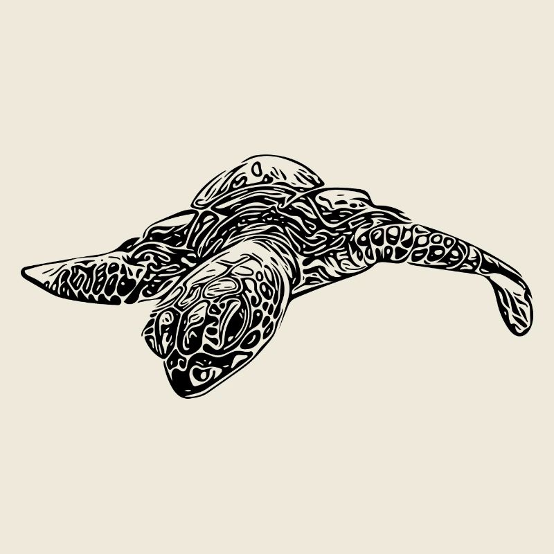 Petite tortue curieuse