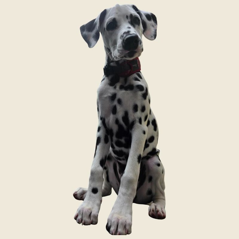 Dalmatian Puppy Pattern Contrast