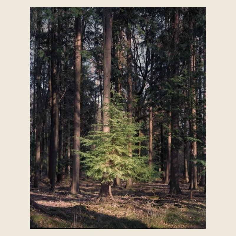 Young fir tree in the heart of a pine forest