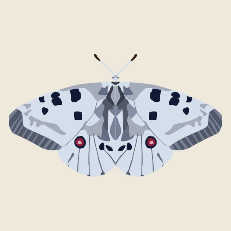 Schmetterlinge: Der rote Apollo