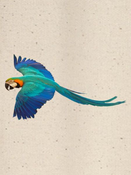Macaw