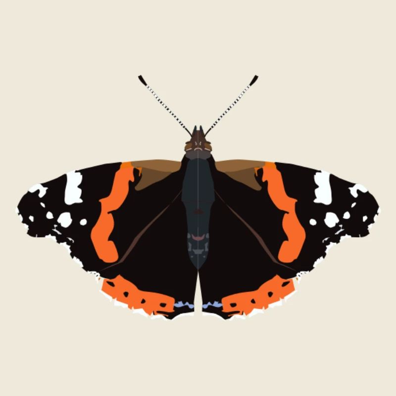 Butterflies: The Admiral