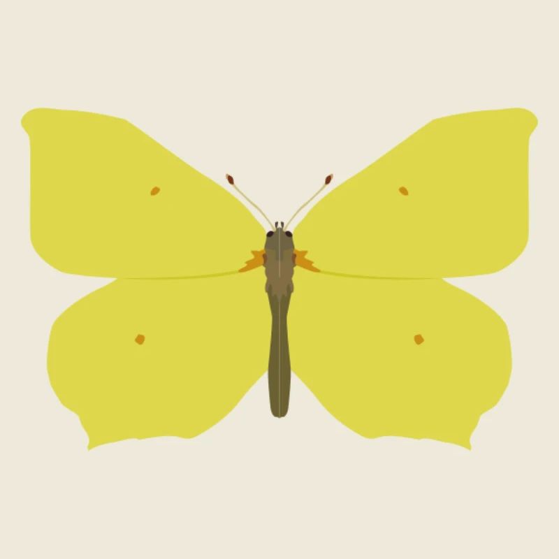 Papillons : Le papillon citron