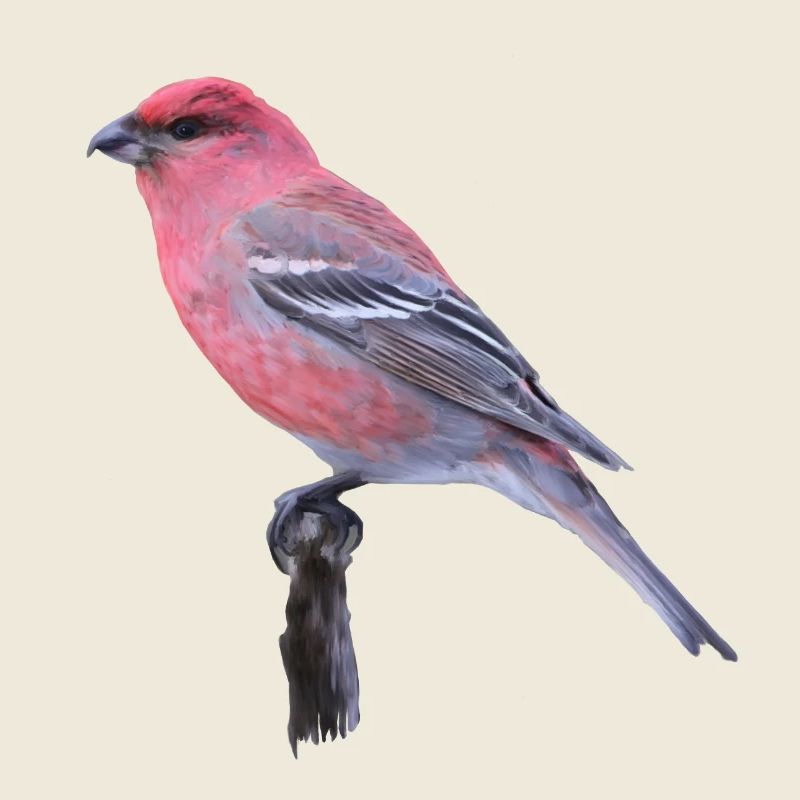 Cardinal aquarelle sur branche