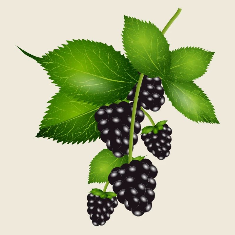 leuchtend dunkelviolette Brombeeren mit Blätter