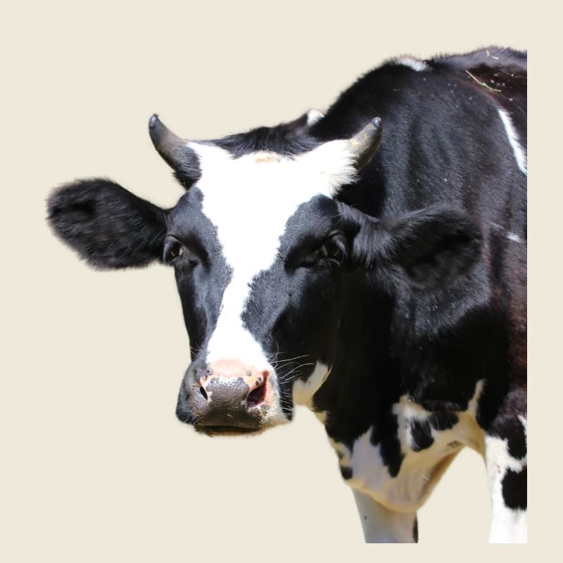 tête de vache drôle