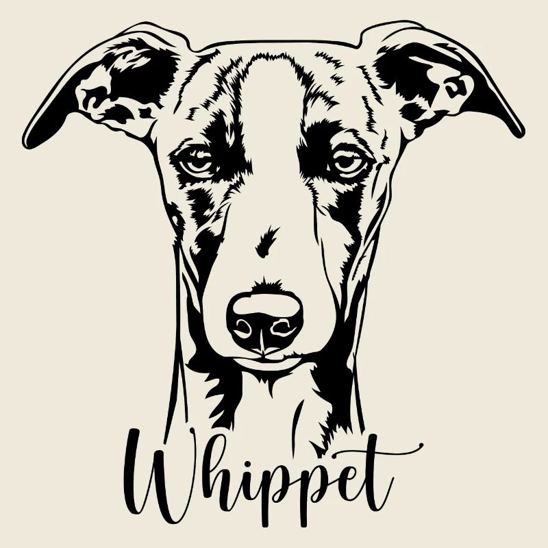 Whippet Portrait Chien Chiens Lévriers Wilsigns