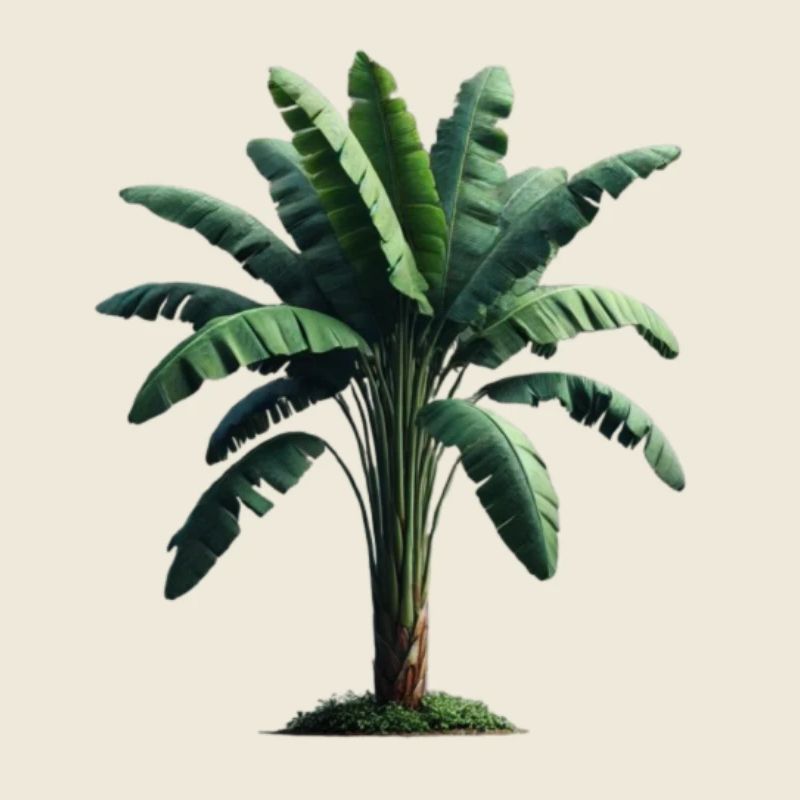Banana palm