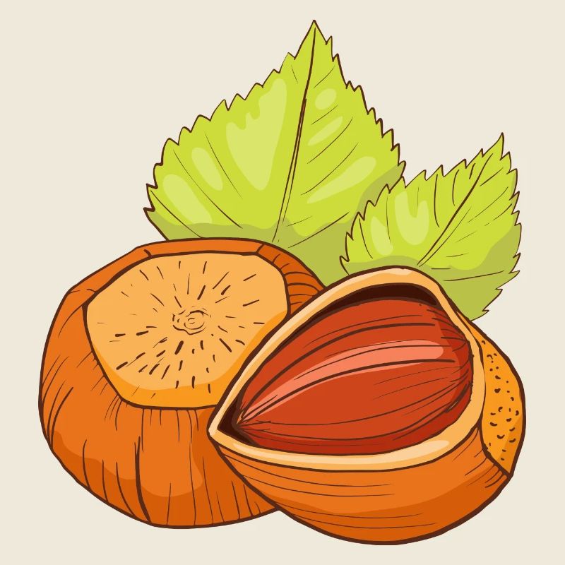 Hazelnut common hazelnut shrub