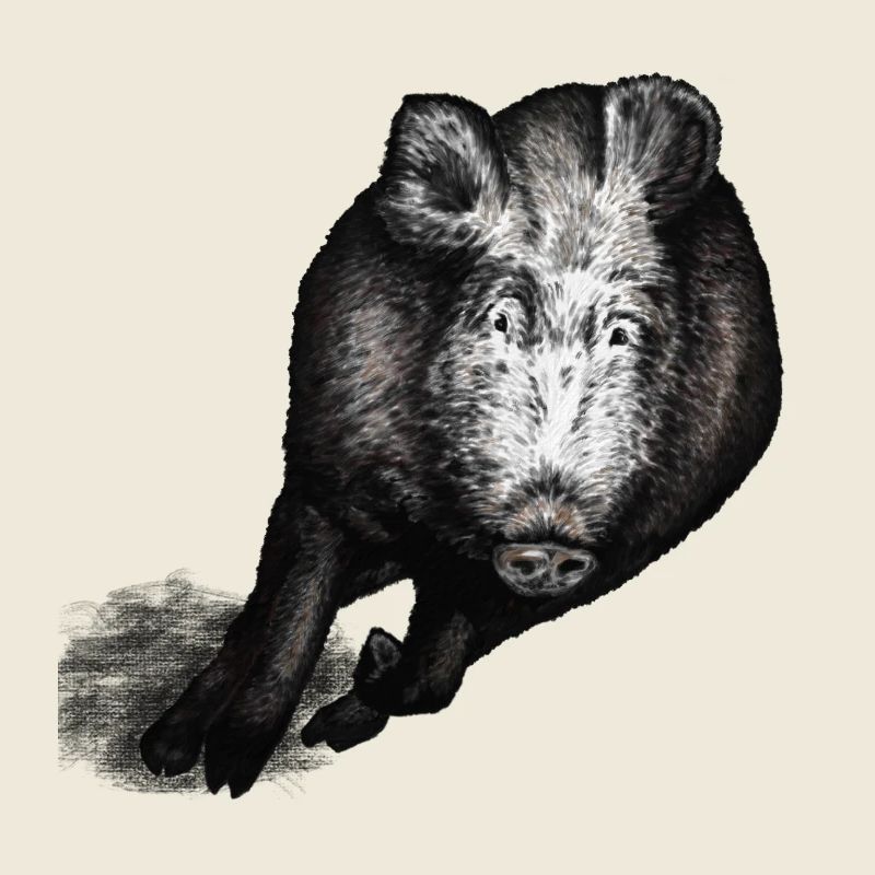 Sanglier galopant