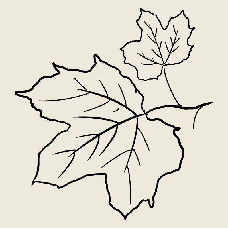 Maple Leaf / Maple Leaves, Decorative Drawing.