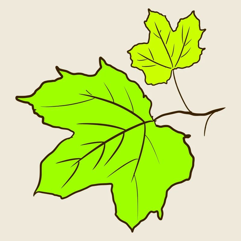 Maple Leaf / Maple Leaves Drawing. Yellow, green.