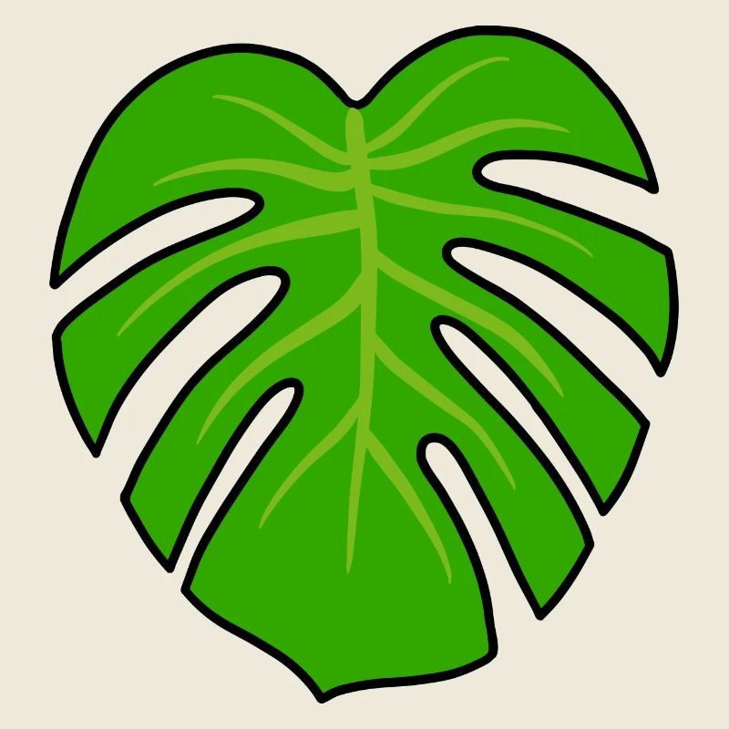 Monstera Plant