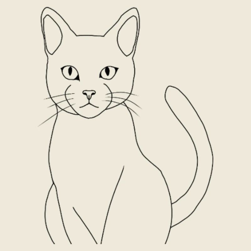 Chat minimaliste élégant 