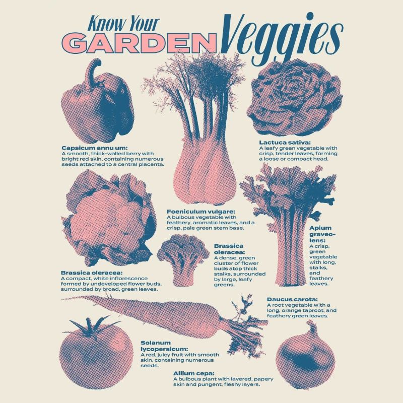 Collection de légumes du jardin