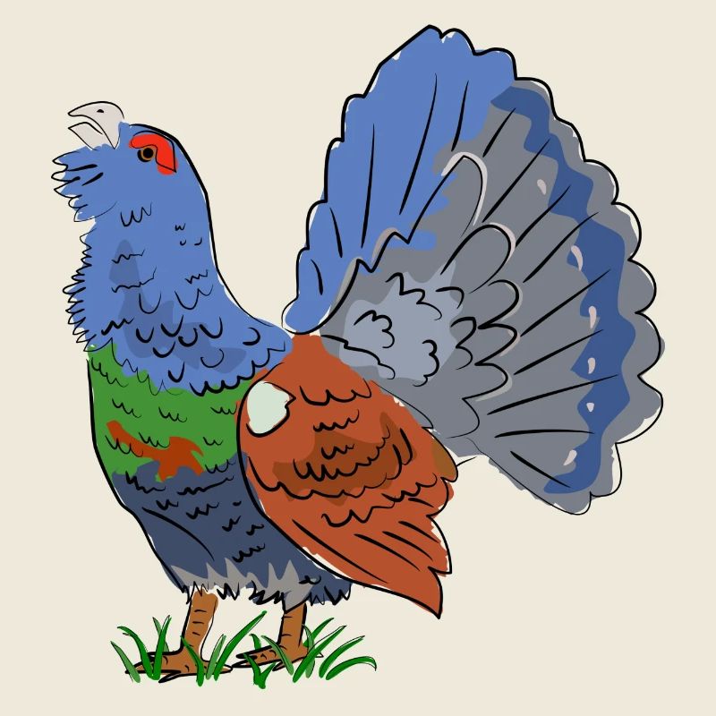 Fabelhafter Auerhahn in Farbenpracht