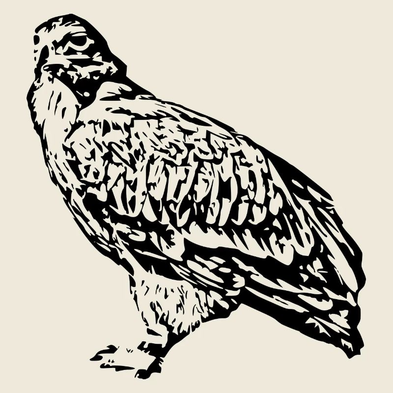 Faucons Oiseaux Oiseaux