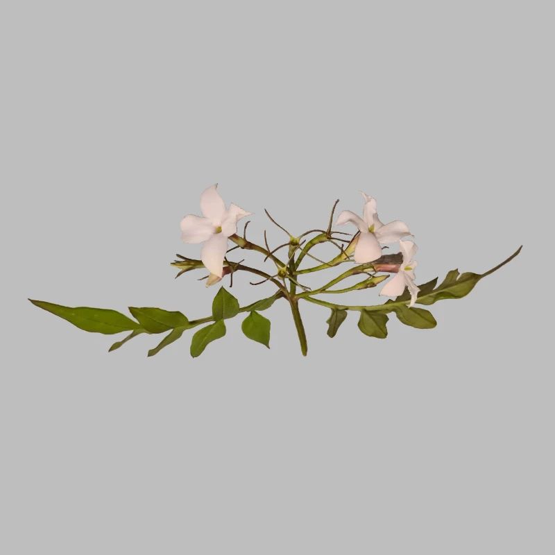Fleur de jasmin