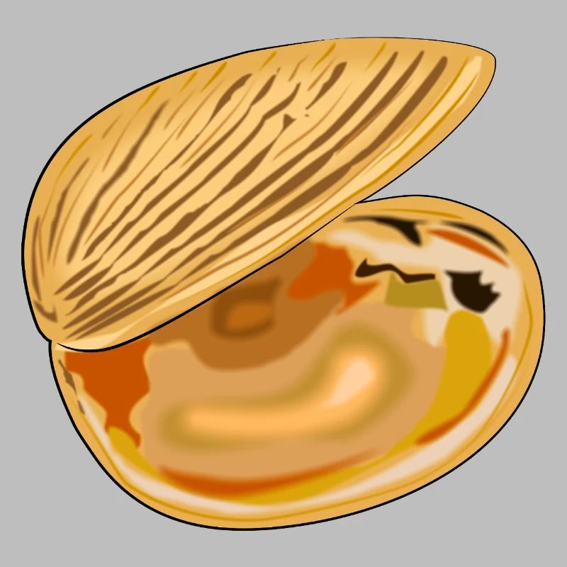 Shell unfolded