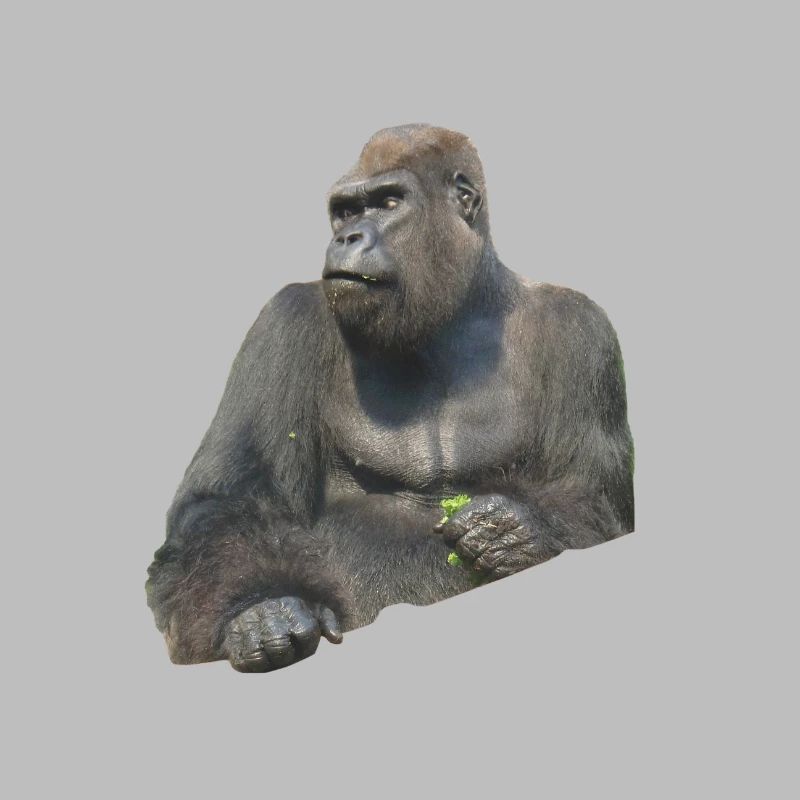 gorilla