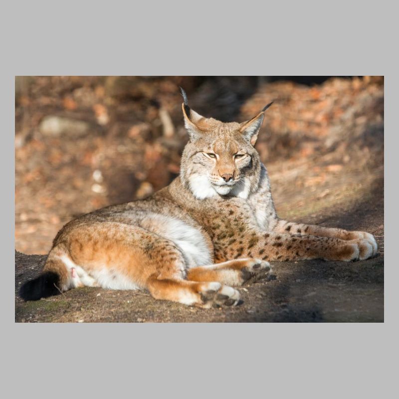 Eurasischer Luchs oder Nordluchs (Lynx lynx)