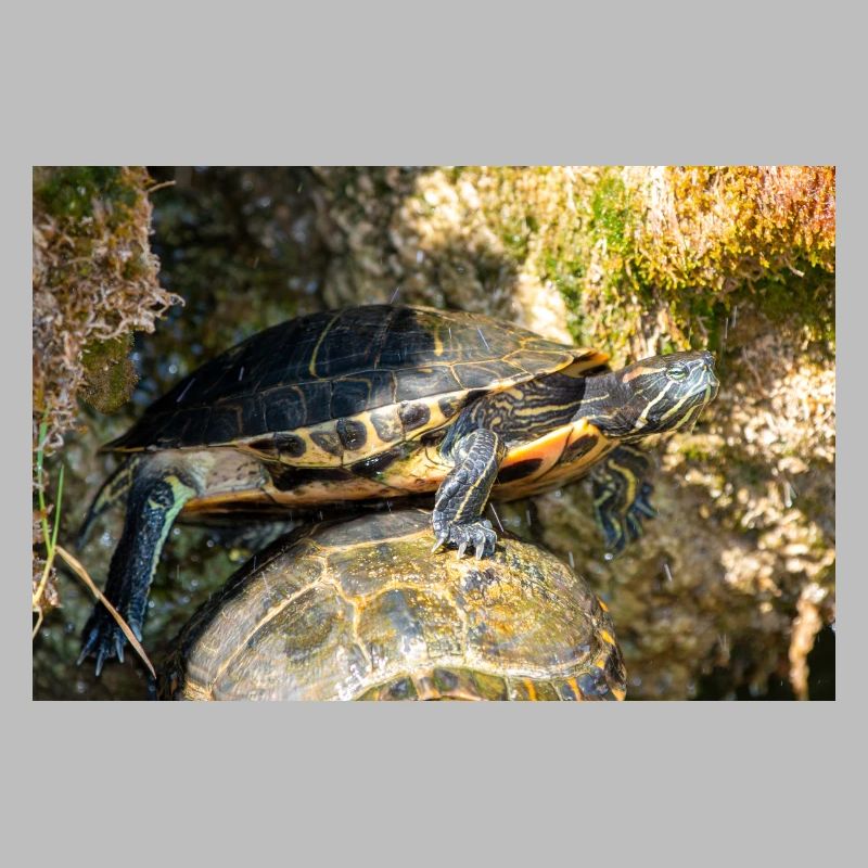 Yellow-bellied slider Trachemys scripta scripta