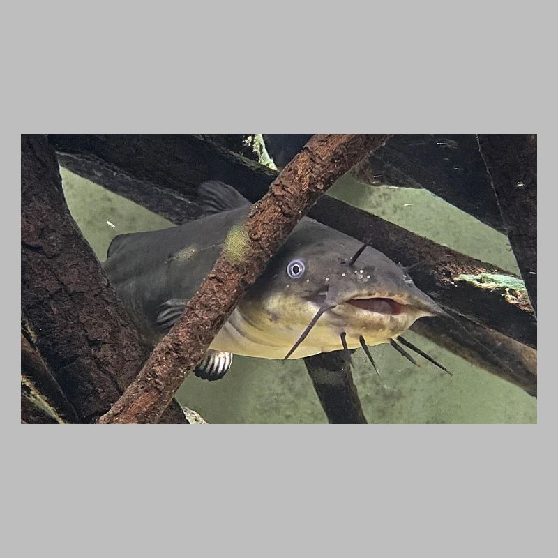 poisson chat aeiurus melas siluriforme xl