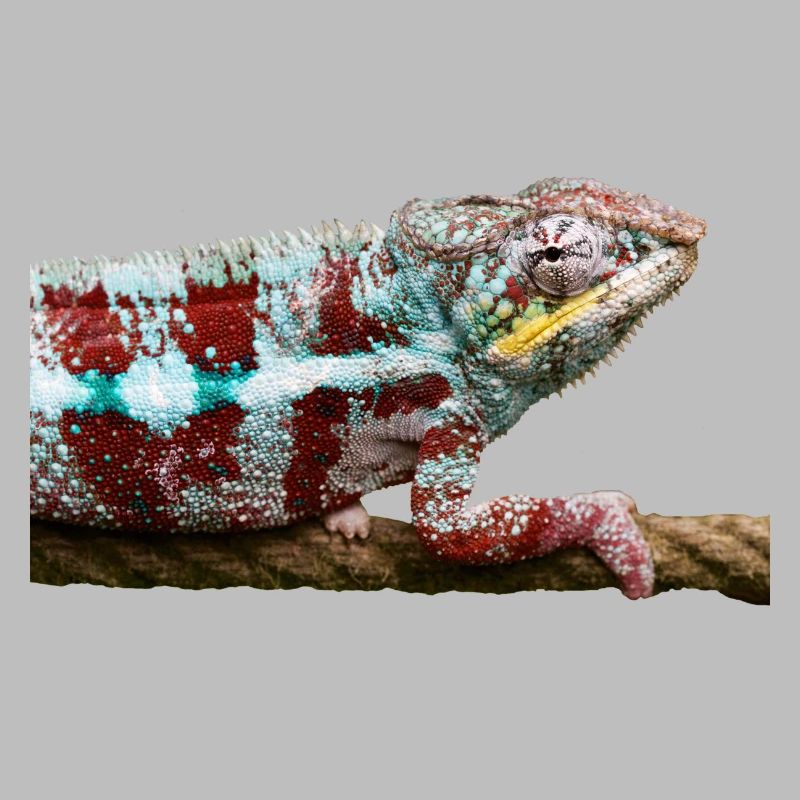 Caméléon