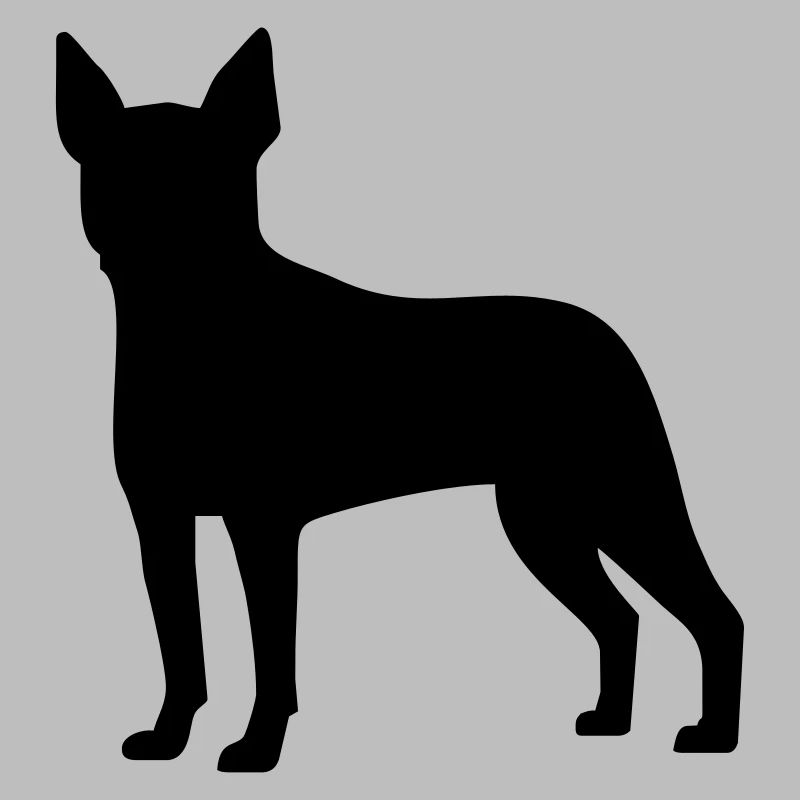 Boston Terrier