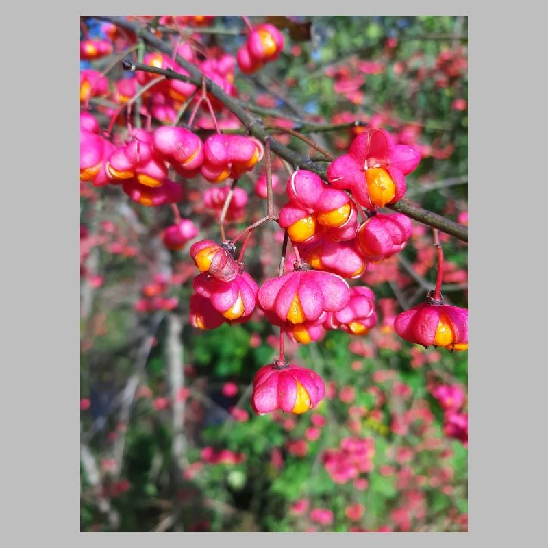 Spindle tree