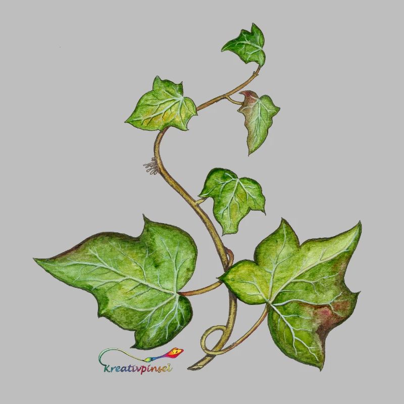 Efeu (Hedera helix)
